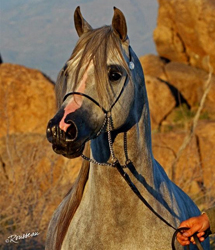 TF Royal Shahbaz